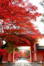 Kyoto, Japan Autumn Leaves #kyoto #japanese_lifestyle #japan