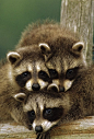 Curious Raccoons | Cutest Paw