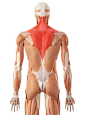 人体背部肌肉的搜索结果_百度图片搜索