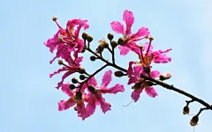 紫荆花图片大全电脑高清桌面壁纸