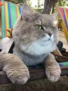泰国一只超霸气猫猪，因体型巨大超吸粉，当遇到水后-北京时间