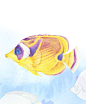 蝴蝶鱼
别名：热带鱼。鲈形目、蝴蝶鱼科，是150多种热带珊瑚礁中游动迅速的小型海水鱼的统称。
分布区域：主要分布于太平洋、东非至日本等海域。
繁殖方式：卵生鱼类，口含卵化，类似龙鱼繁殖。
生长寿命：通常为3——5年。