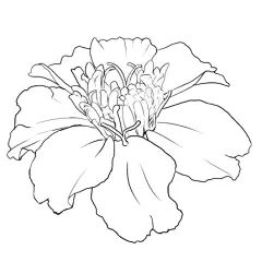 #商用利用可 マリーゴールド１ - スワン的插画