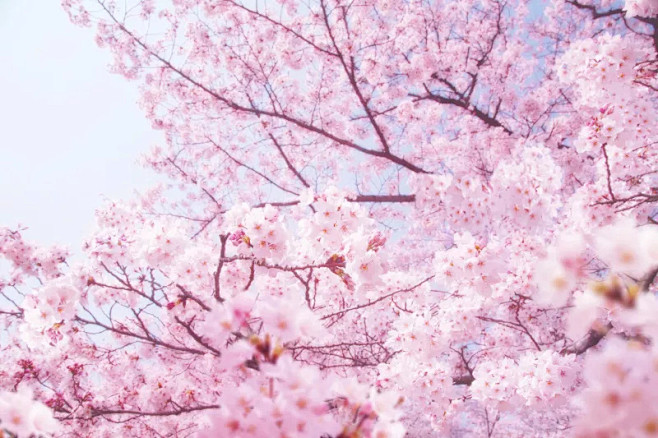 樱花的特写图片素材