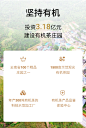 【送礼精选！】凰冠 2018年滇红 四国认证有机茶 君·信系列有机红茶 礼盒 120g_醉品茶城