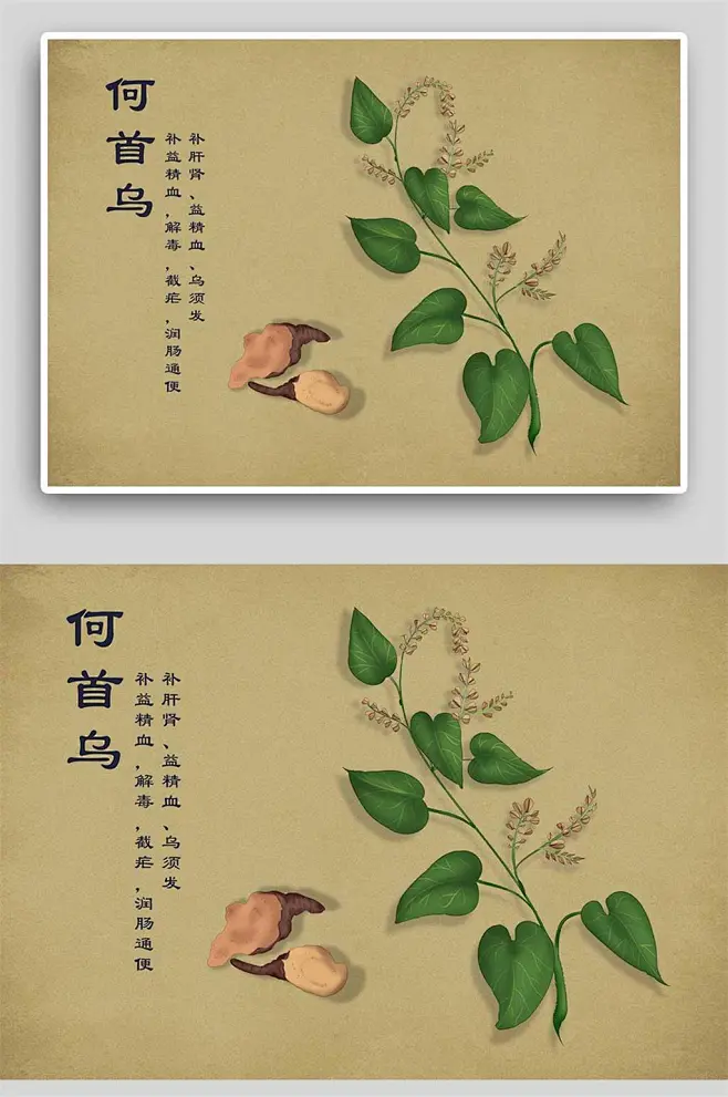 何首乌中草药手绘-花瓣网