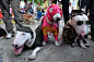 哥伦比亚“宠物节”酷狗齐登场——10月25日，哥伦比亚举行家庭宠物节，穿着“奇装异服”的宠物齐亮相。