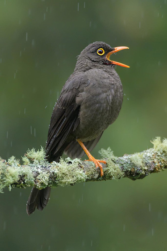 雀形目鸫科鸫属大棕鸫