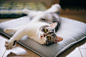  Cat Yoga by Eric Lui<br/> Via Flickr:<br/> instagram.com/ericl_m<br/> 