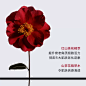 【官方正品】CHANEL 香奈儿一号红山茶花精华液 抗老抗氧淡纹提亮-tmall.com天猫