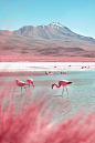 Bolivia - Infraland : In questo progetto, una selezione di fotografie scattate ad agosto 2019 in Bolivia. La prima qua sotto è stata scatta in infrarosso da Isla Incahuasi, un’isola rocciosa composta da sedimenti calcarei marini e materiale vulcanico circ