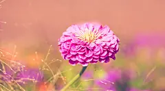 高清晰紫红园林花卉壁纸封面大图