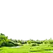绿色草坪背景