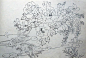 白描牡丹(27)