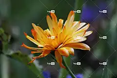 花 美丽的花朵 雏菊 花壁纸 橙花 橙色雏菊 花卉背景 野花