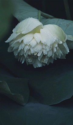 藤菏fesh采集到插花