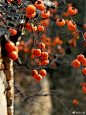 #火晶柿子采摘工月薪3万# 柿子成熟的时候，挂在树上也太美了吧！ ​​​​