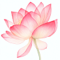 jasonsun1576_Watercolor_pink_lotus_flower_in_the_style_of_clipa_164db941-8079-45dc-a55c-507f69314abc