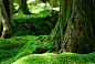 General 2896x1944 forest moss trees macro bokeh nature green depth of field