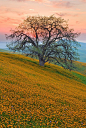 ~~Guardian of the Foothills ~ California Oak in spring, sunset near Bakersfield, California by Mark Geistweite~~: