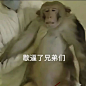 歇逼了 兄弟们