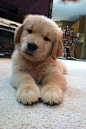 Attentive Puppy - Golden Retriever