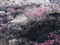 April 18，2014

日本有着传统的樱花文化，人们把樱花看作春天的化身。而在摄影师看来，这盛开的梅花也让他感受到了春天的气息。

摄影：Hideyuki Katagiri