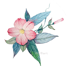 屈锦art采集到手绘水彩花卉