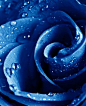 天然蓝玫瑰，是一种转基因的玫瑰品种。蓝色妖姬，它并不是真正的蓝玫瑰，而是用白玫瑰或白月季染成蓝色的。也有以《蓝玫瑰》为名的诗歌。
一种是真正的蓝玫瑰，是一种转基因的玫瑰品种，该品种由日本三得利公司首次培育成功。并将于2009年11月3日正式发售，售价在2000-3000日元之间。日本三得利公司耗资30亿日元培育而成，于2006年5月11日在日本大阪世界玫瑰大会上首次亮相的。