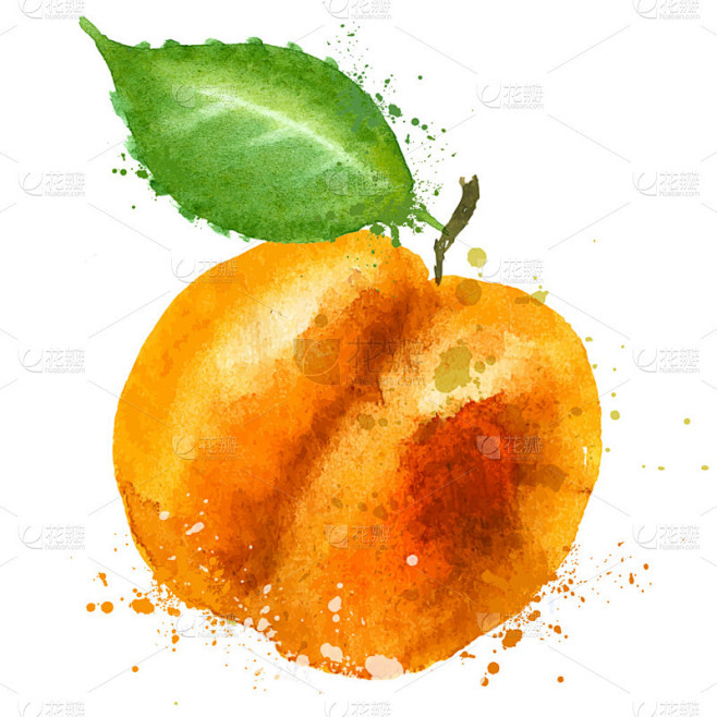 杏矢量 logo 设计模板。食物或水果图标.