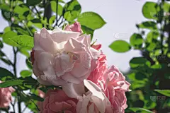 玫瑰,粉色,美,贺卡,水平画幅,无人,古典式,夏天,户外,特写