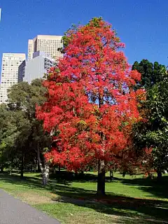 澳洲火焰木_1