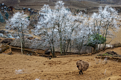 阿赫霂禾采集到彝山彝水