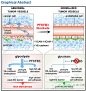 在内皮细胞的糖酵解活性剂PFKFB3 mRNA的抑制诱导肿瘤血管正常化，降低转移，提高化疗 Inhibition of the Glycolytic Activator PFKFB3 in Endothelium Induces Tumor Vessel Normalization, Impairs Metastasis, and Improves Chemotherapy 【论文医学插画欣赏】国内外文献全文可以为您免费传递！QQ 18 ​​​​...展开全文c