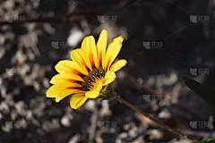 黄色的原产地花