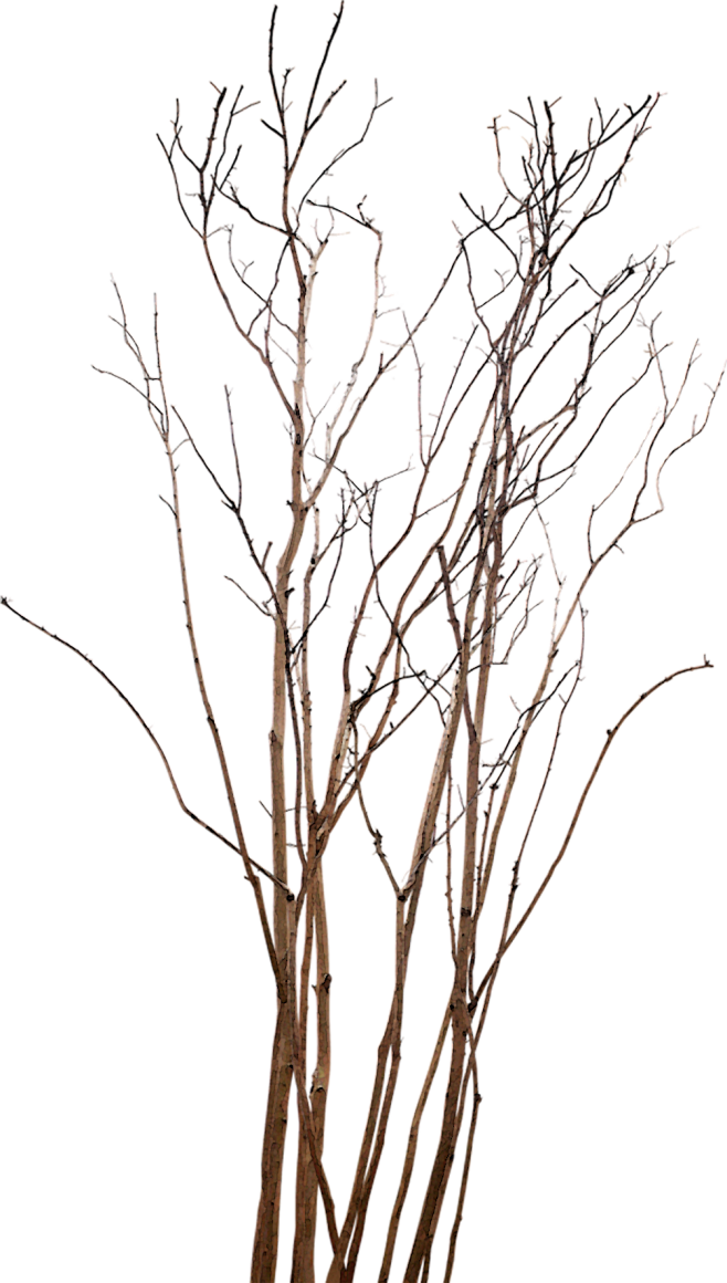 干树枝免扣素材合辑treedesignresources