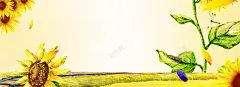 春天踏青向日葵阳光黄banner 渐变 简约 素材 绿色 背景 设计 高清背景 背景 设计图片 免费下载 页面网页 平面电商 创意素材