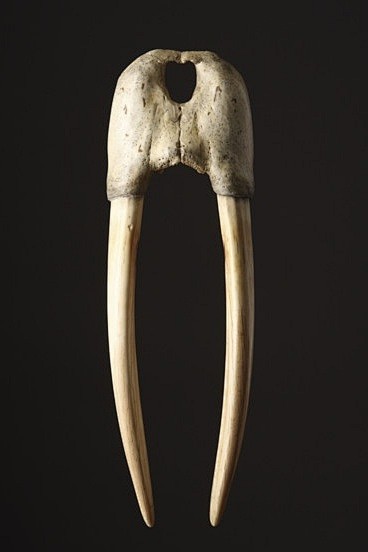 19世纪海象头骨北极