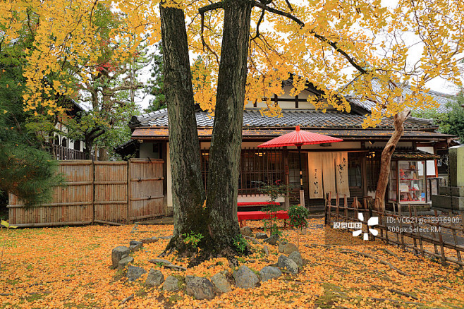 京都深秋的银杏_创意图片