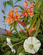 Rhododendron and morning glory, Marianne North