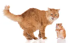 点击来源直接获取大图文件 |一只红色的猫站在仓鼠旁边