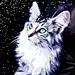 猫七林