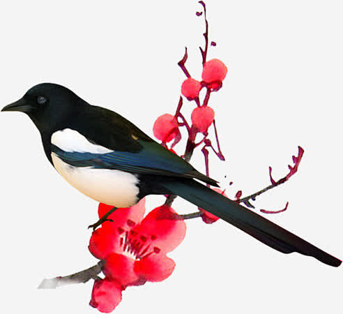 手绘合成水彩红色的梅花喜鹊