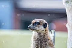 小猫鼬站岗