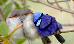 为爱守望采集到鸟类世界