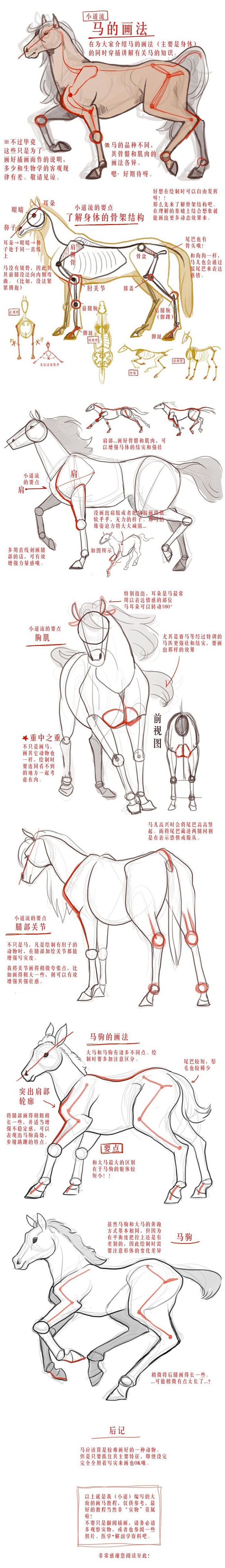 马的画法 结构