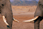 动物世界-两只可爱的大象