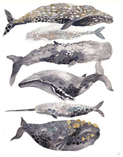 阿明的鲸鱼采集到鲸鱼