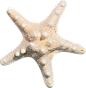 海星