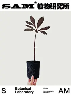 巫蛊百合| Amorphophallus Atroviridis.